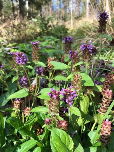 common selfheal