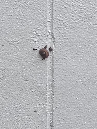 Siamese Common Snail