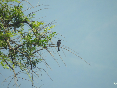 Fork-tailed Drongo