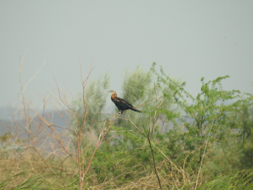 iNaturalist image
