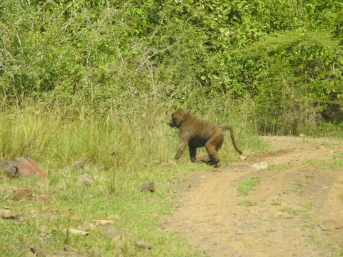 Olive Baboon