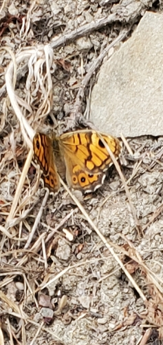 Wall Brown