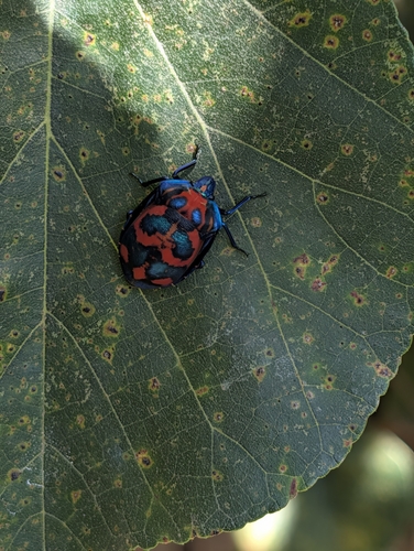 Hibiscus Harlequin Bug