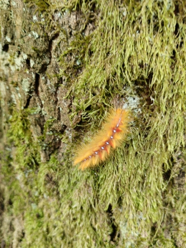 Sycamore Moth