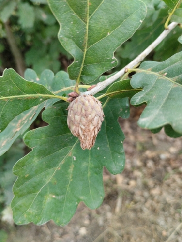 Oak Artichoke Gall Wasp
