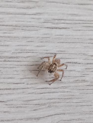 Half-edged Wall Jumping Spider