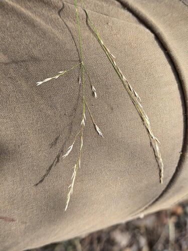 Poa nemoralis, photograph 4