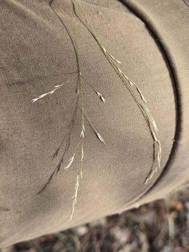 Poa nemoralis, photograph 3