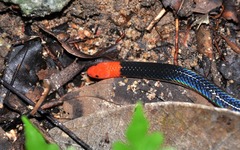 Red-Headed Reed Snake photo 4