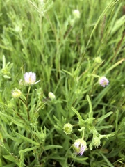 Erigeron decumbens