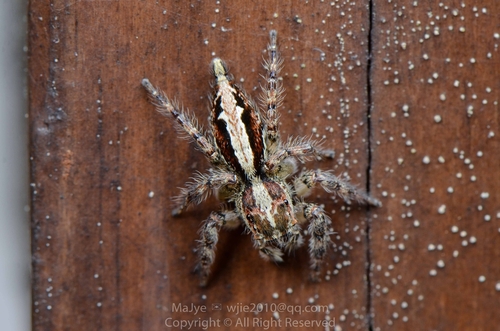 Pancorius crassipes