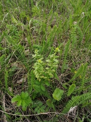 Uromyces pisi-sativi