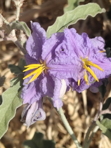 silverleaf nightshade