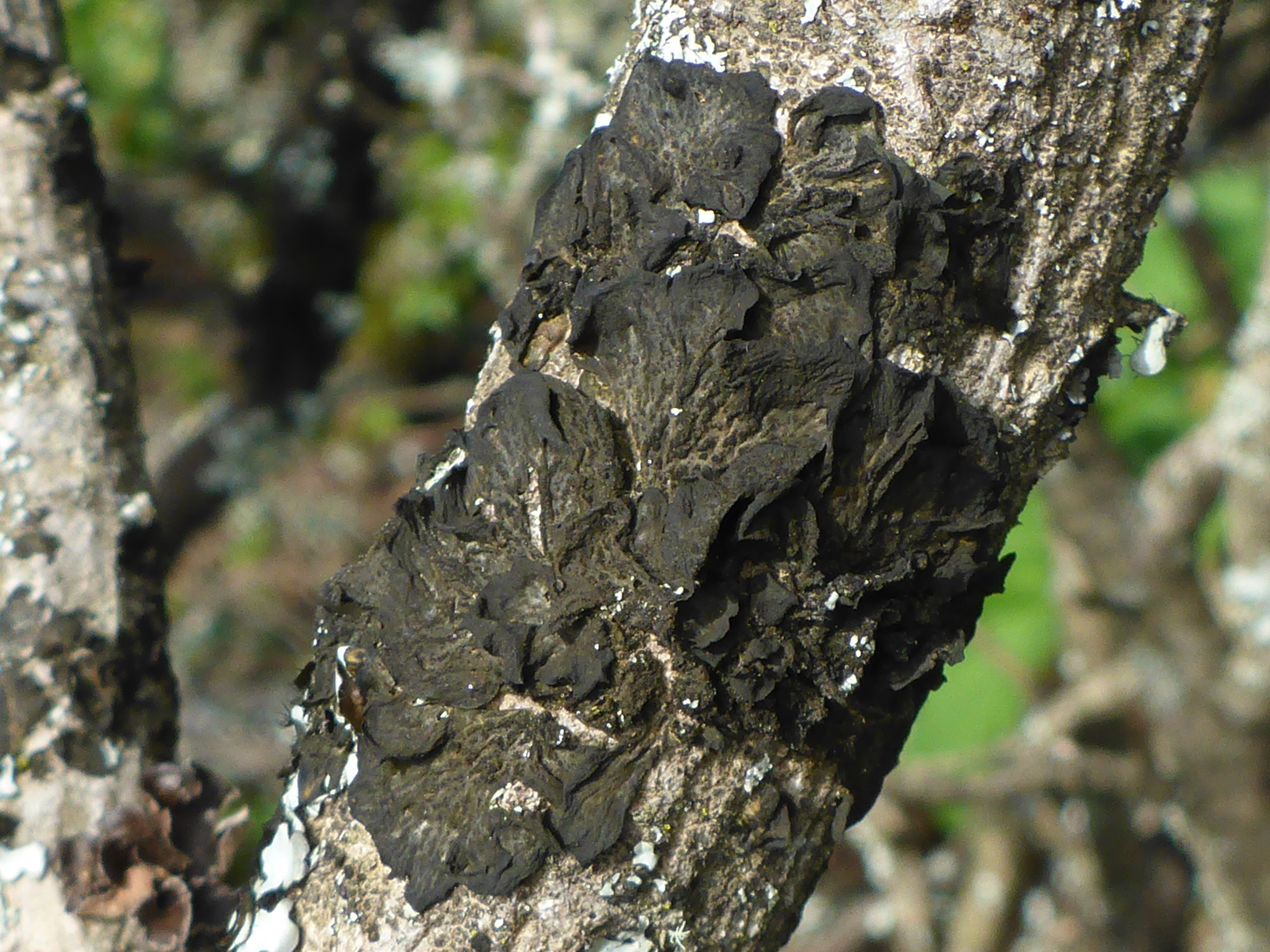 Collemataceae image