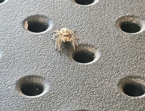 Pantropical Jumping Spider