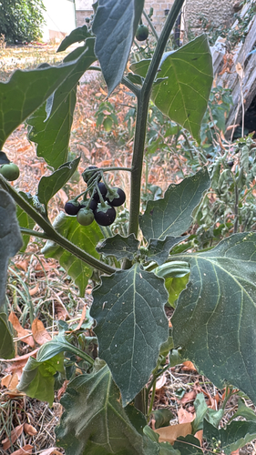 black nightshade