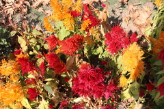 Celosia argentea plumosa
