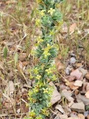 Thymelaea villosa