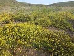Hermannia saccifera, photograph (c) douglaseustonbrown, some rights reserved (CC BY-SA)
