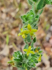 Thymelaea villosa