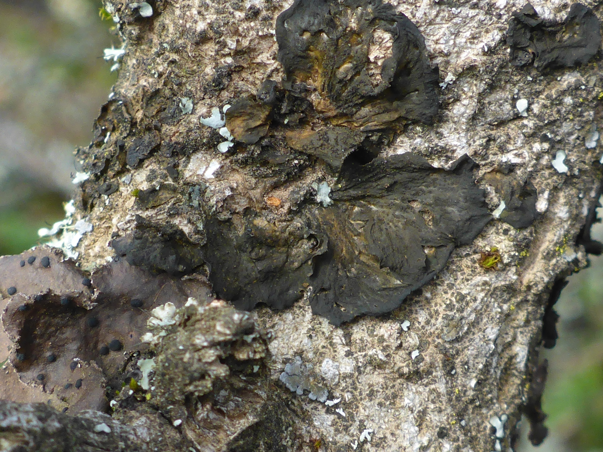 Collema image