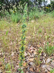 Thymelaea villosa