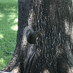 Sciurus carolinensis