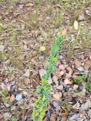 Thymelaea villosa