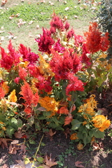 Celosia argentea plumosa