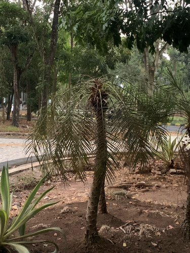 Phoenix roebelenii observed 2026-09-03