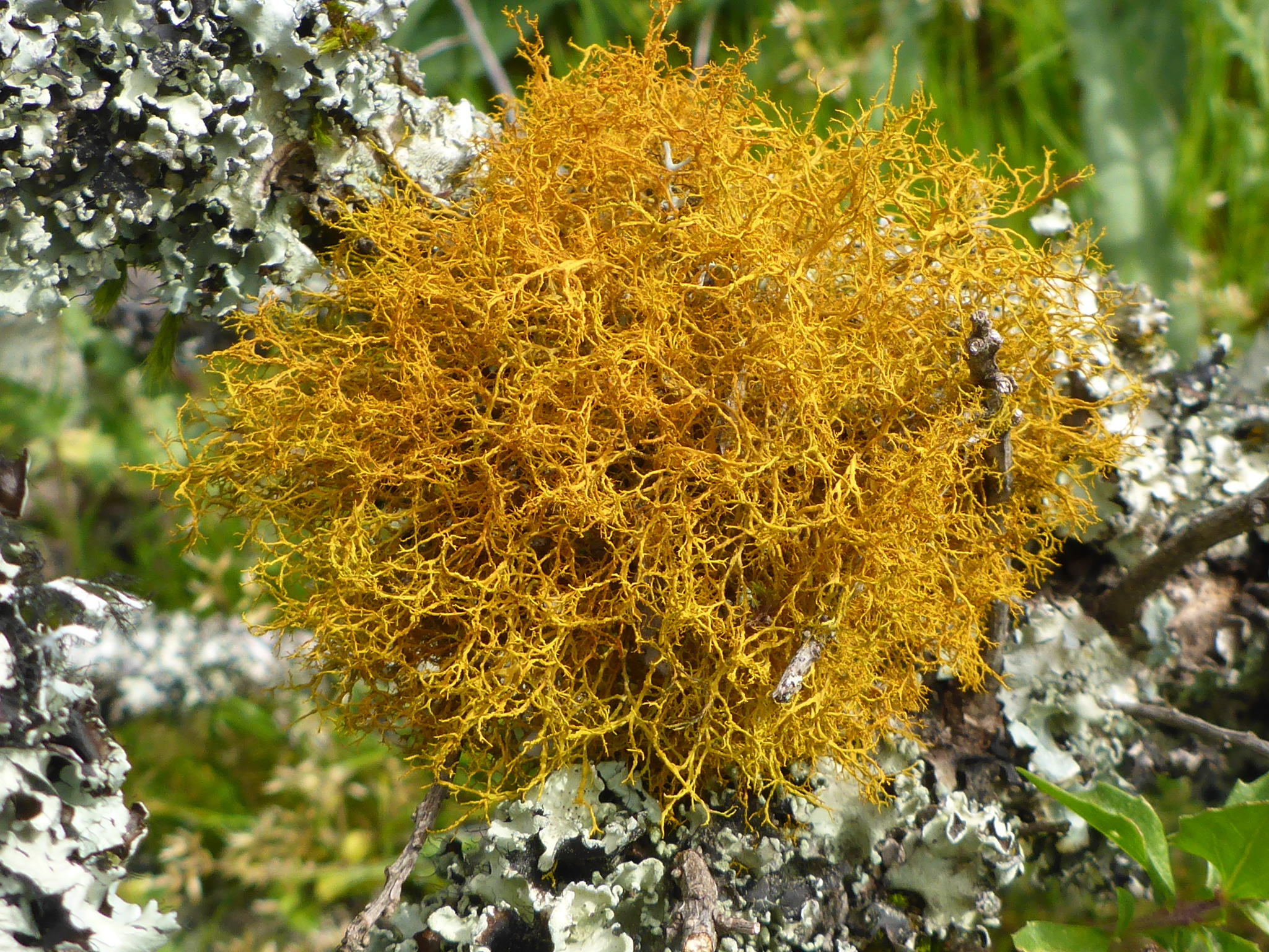 Teloschistes flavicans image