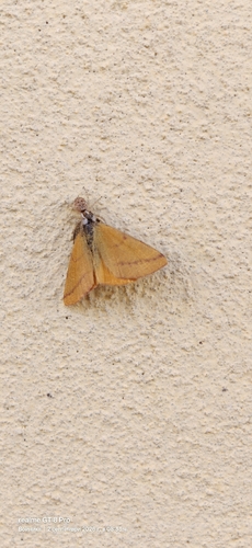 Purple-barred Yellow