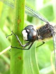 Leucorrhinia caudalis