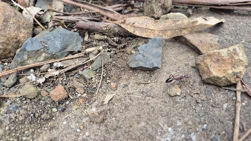 Inchman Ant