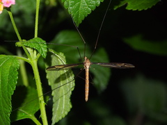 Tipula nova