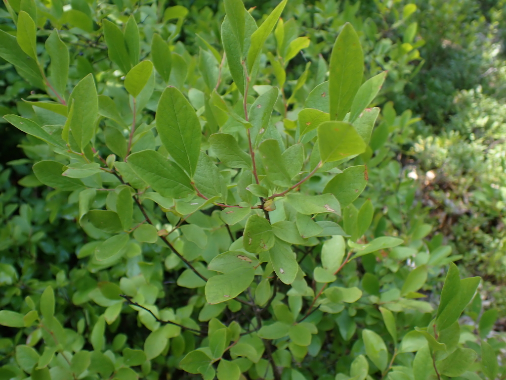Gaylussacia baccata; photograph (c) Steven Lamonde, some rights reserved (CC BY)