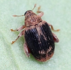 Orchestes erythropus