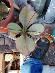 Kalanchoe synsepala