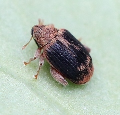 Orchestes erythropus