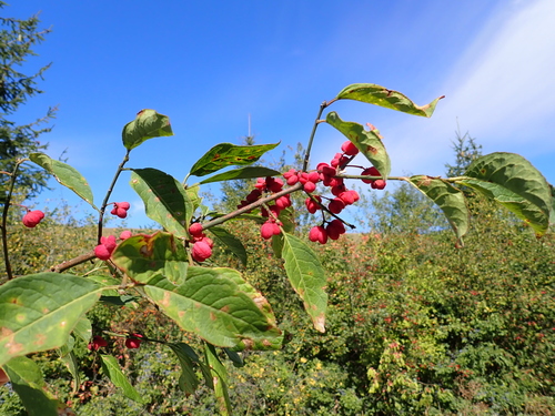 Spindle