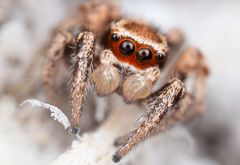 Habronattus klauseri