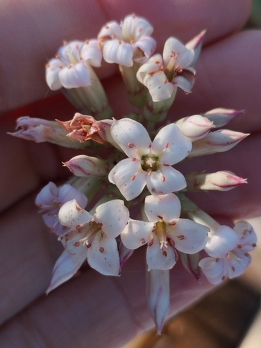Kalanchoe synsepala, photograph 2