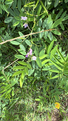 Galega officinalis, photograph author not stated, no rights reserved