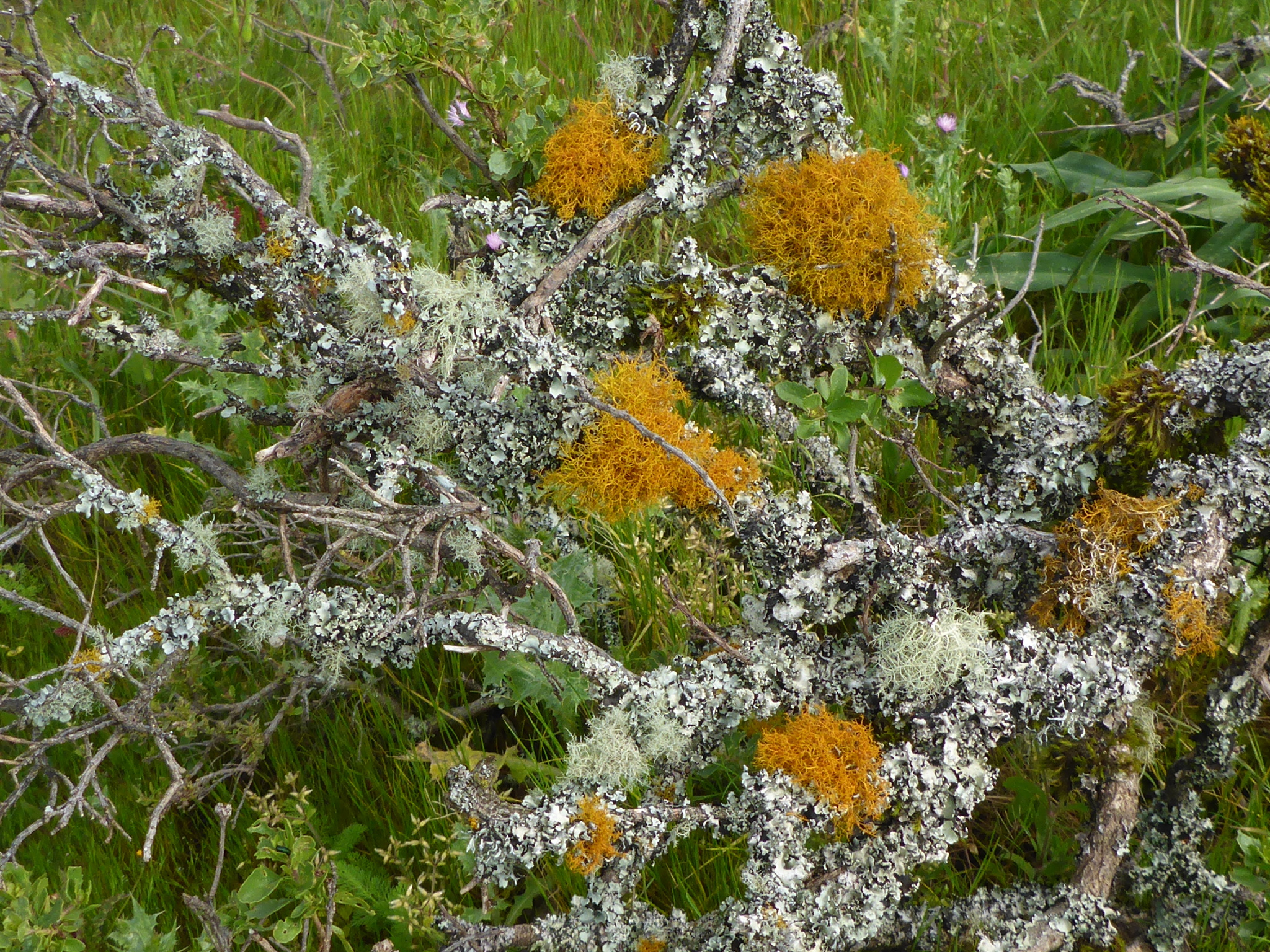 Teloschistes flavicans image