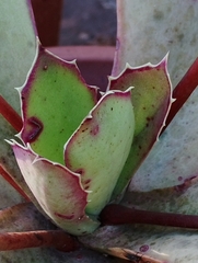 Kalanchoe synsepala, photograph (c) Rony Ristow, some rights reserved (CC BY)