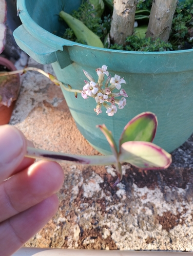 Kalanchoe synsepala, photograph 4
