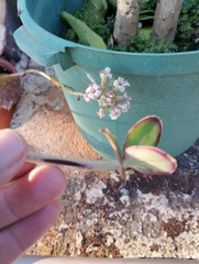 Kalanchoe synsepala, photograph (c) Rony Ristow, some rights reserved (CC BY)