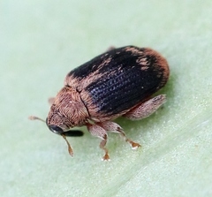 Orchestes erythropus