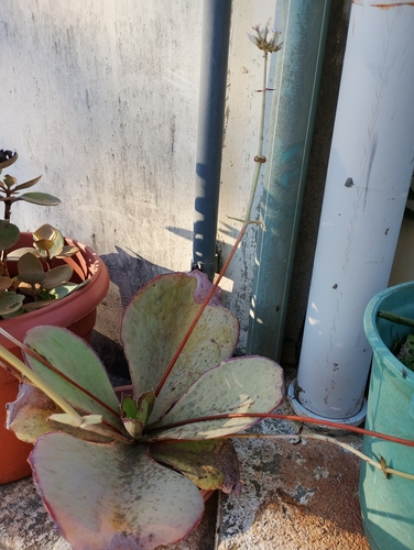 Kalanchoe synsepala, photograph 5
