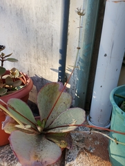 Kalanchoe synsepala, photograph (c) Rony Ristow, some rights reserved (CC BY)